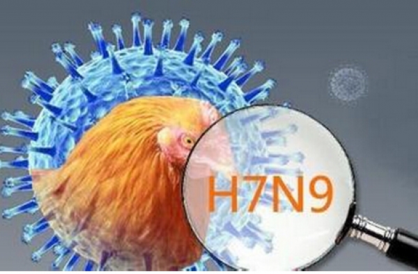 h7n9是什么 h7n9症状及应对措施早知晓