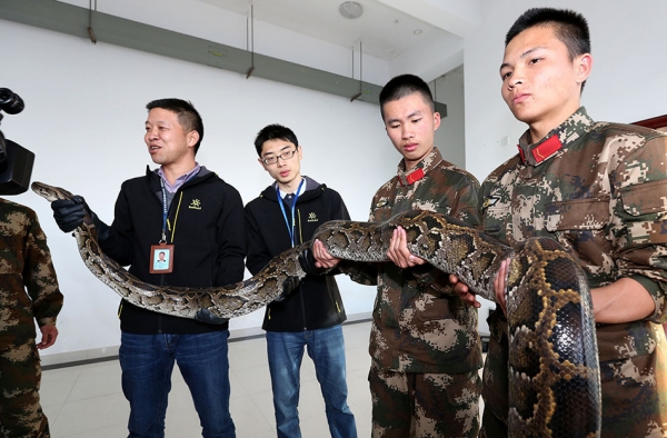 粤港边界现巨蟒近五米 友好给边防官兵拜年