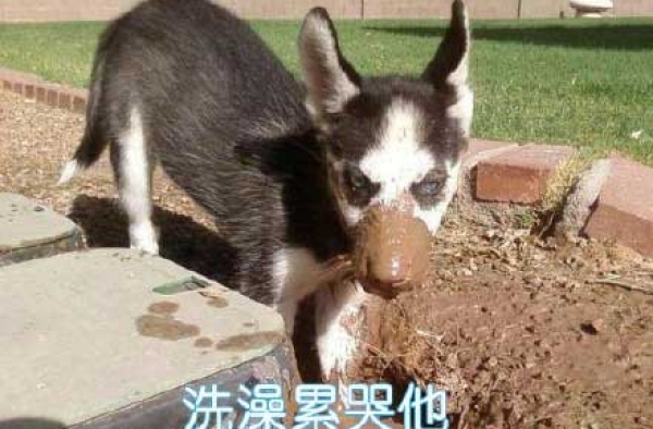 恨一个人 那就让他养只哈士奇吧 不够再加一只