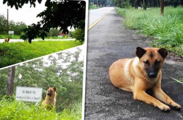 再现“忠犬八公”!泰国小狗路边等主人1年被车撞死