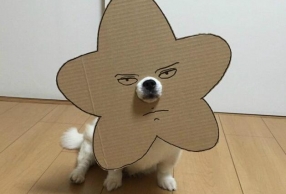 һֻձֽ乷ȷ ̫ɣŹ~