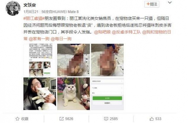 女子将宠物猫剥皮被人肉 摄像头前向猫道歉 猫可安息了