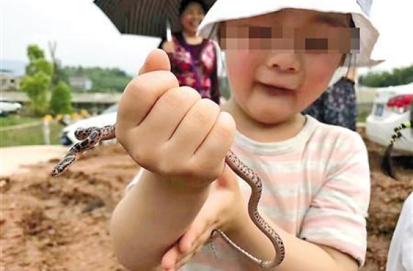 父亲捉毒蛇让女儿把玩 "虎爸"教育你接受得了吗？