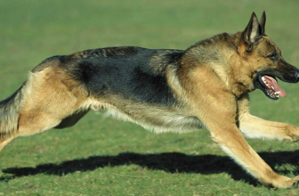 惊悚！ 母亲亲眼目睹女童头部被自家牧羊犬狠狠咬住