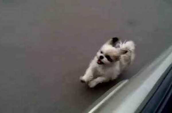 女子骑车被撞到 忠犬为主紧追肇事车辆