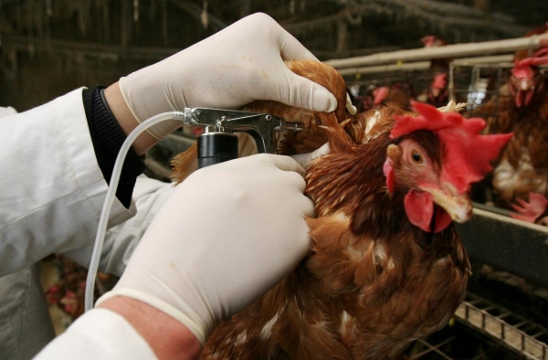 禽流感最新消息2017 这些预防h7n9禽流感的知识要知道