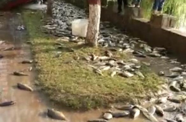 水产车侧翻致活鱼遍地 村民不顾交警劝阻哄抢