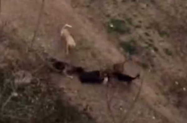 老太遭恶犬撕咬怎么回事？四只恶犬围攻拖拽 谁的责任