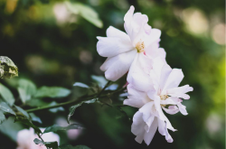 췽ʽĸδ  ѧ