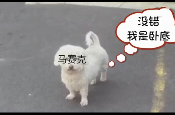 民警送狗子回家发现主人聚众赌博 请保护好当事狗安全